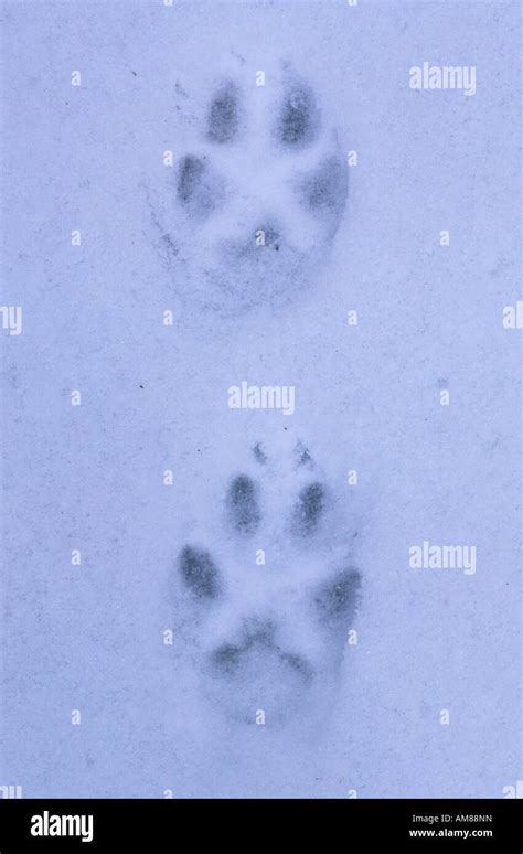 Fox Footprints In The Snow Stock Photo Alamy