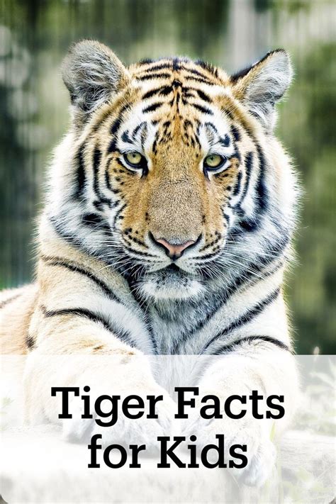 Amazing Tiger Facts For Kids Kids Play And Create Tiger Facts