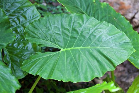 Huge Green Leaves Of Various Tropical Plants Photograph By Evgenii My
