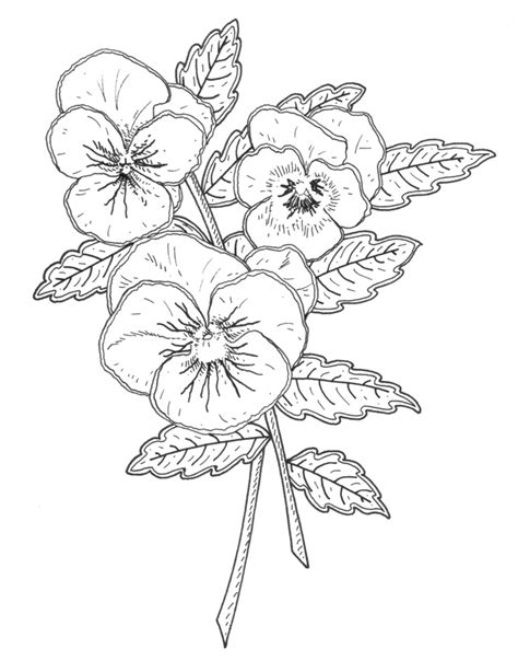 Hand drawn black and white floral mandala pattern background. Pansy Line Drawing at GetDrawings | Free download