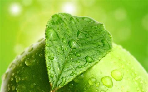 Shallow Focus Photography Of Green Leaves With Water Droplets Hd