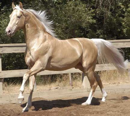 horse breeds american saddlebred horse names