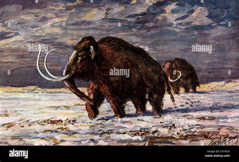 Prehistory Animals Mammoth In The Snow Prehistoric Animal Mammoths
