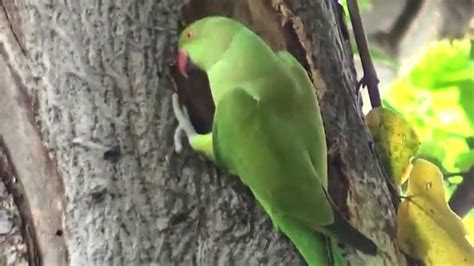 The dinosaur and theropod ancestors of birds were building nests in the early jurassic and even the late triassic. Indian Ringneck parrot digging nest in tree for breeding ...