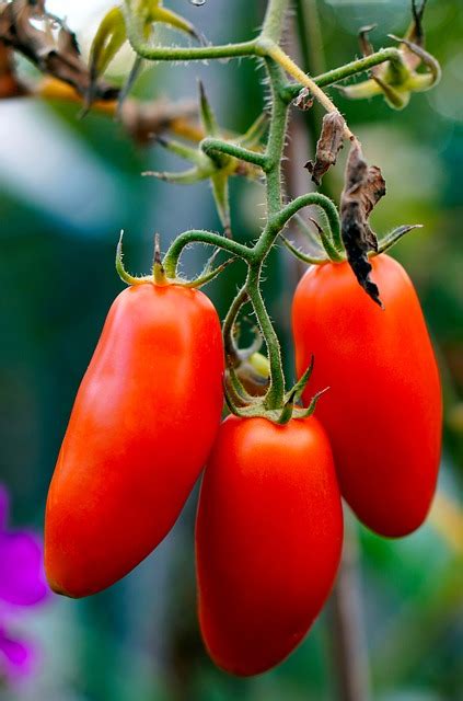 Tomatoes Ripe Vegetables Red Free Photo On Pixabay Pixabay