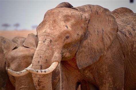 Sawannowy Słoń Afrykański Zwierzęta Afryki Wybraliśmy Się Na