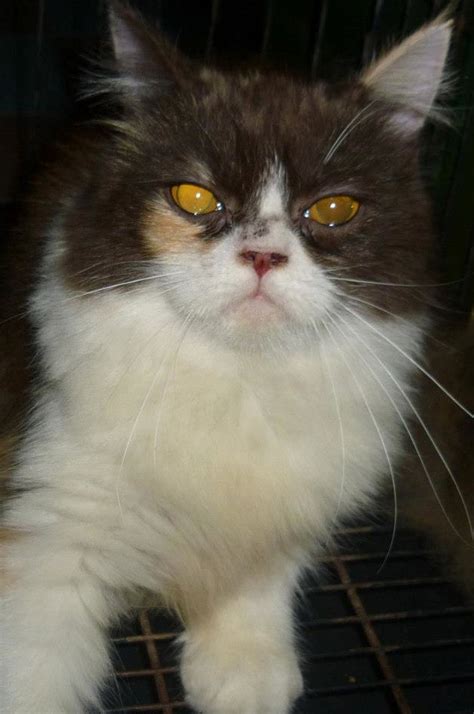 Gunakanlah pembalut yang bersih untuk menampung cairan yang keluar dan amati warnanya. Kucing Utara: Kucing pecah air ketuban