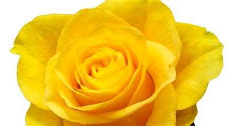 23 Gambar Bunga Mawar Kuning