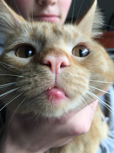 My Cats Bottom Lip Seems To Be Swollen Its Not Red Or Anything When