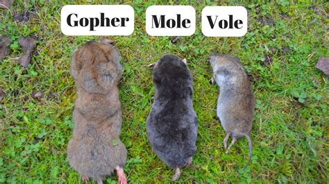 How To Identify If You Have Gophers Moles Or Voles Digging Up Your