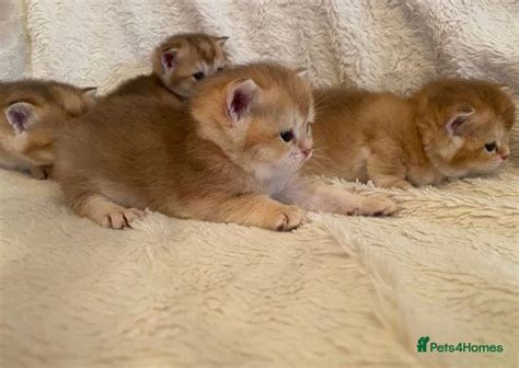 Golden British Shorthair Kittens Ludlow Pets4homes