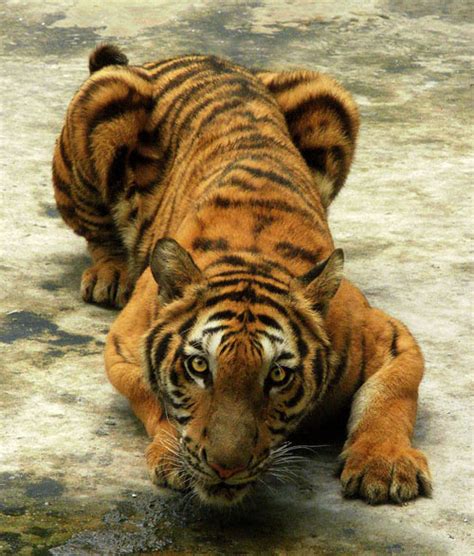 33 Fierce Tiger Pictures Collection Naldz Graphics