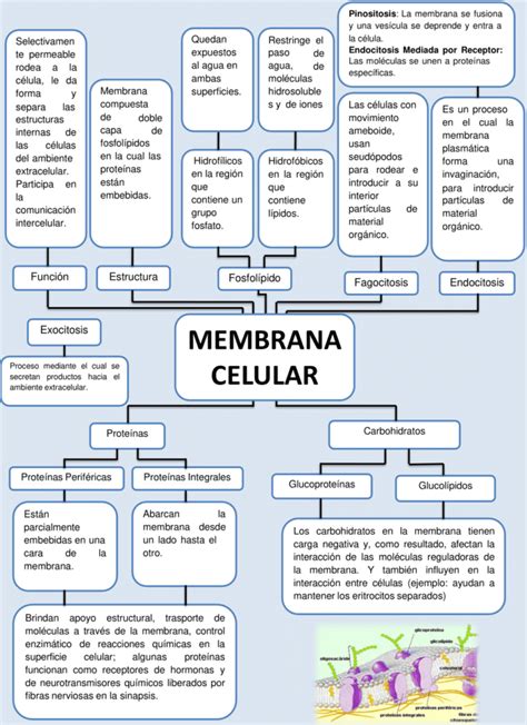 Mapas Conceptuales De La Membrana Celular 【descargar】