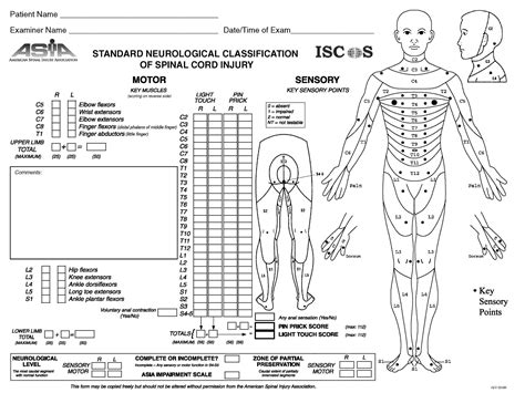 Spinal Injury Spinal Cord Injury Spinal Cord Spinal Injury