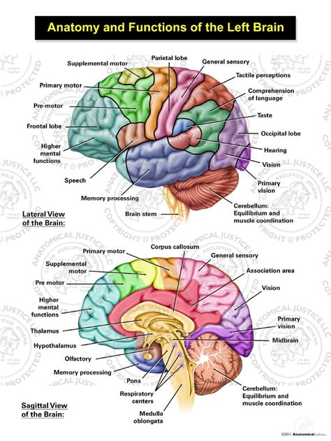 Anatomy And Functions Of The Left Brain Illustration