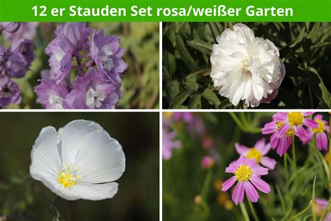 Garten gestalten mit stauden und gehölzen kann auch für bienen, hummeln und co. 12 er Stauden Set rosa/weißer Garten | online kaufen
