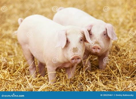 Young Piglet On Hay At Pig Farm Stock Image Image Of Group Curious