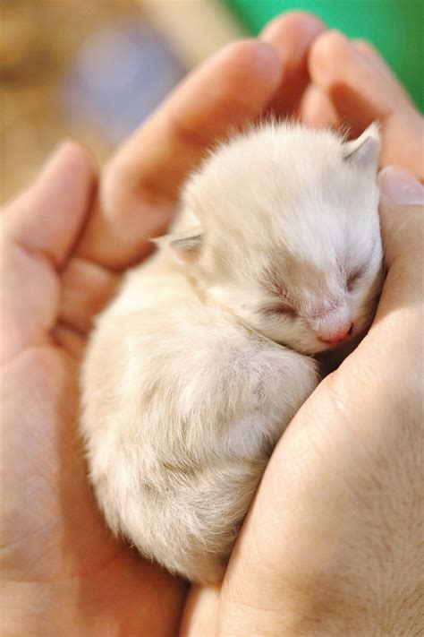 Tiny Cute Kittens [ ] Cute Kittens