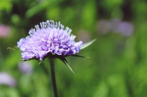 Free Images Blossom Meadow Purple Petal Bloom Herb Insect