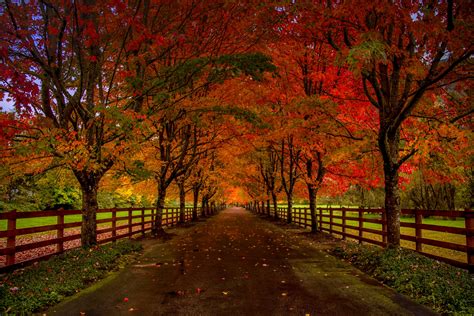 Fall Leaves Road