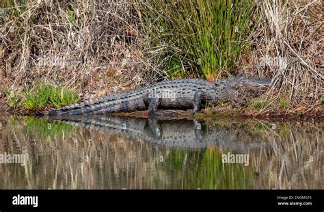 North American Alligator Near A Pond In North Carolina Stock Photo Alamy