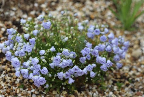 Campanula Cochlearifolia Elizabeth Oliver Agm Darcy And Everest