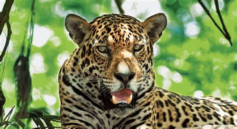 Jaguar Filejaguar Sitting Edit1 Pulau Bailiku