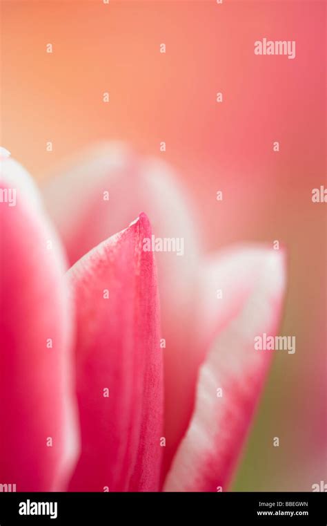 Close Up Of Tulip Stock Photo Alamy