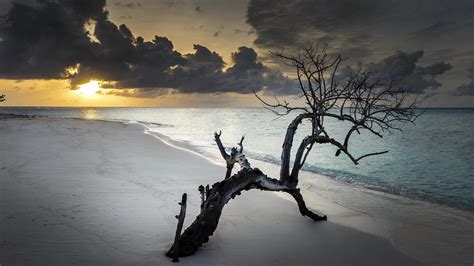 Ocean Waves Beach Sand Wood Under Black Clouds Blue Sky During Sunset