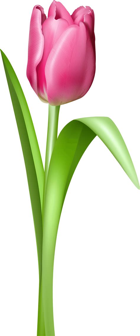 Free Clip Art Flowers Tulips Free Tulip Clipart Free Tulip