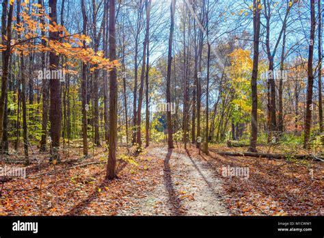 Woods Sunbeam Hi Res Stock Photography And Images Alamy