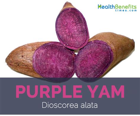 Purple Yam Facts And Health Benefits