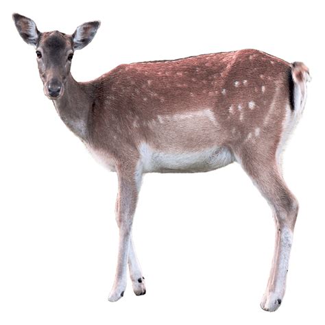 Deer Png Images Transparent Hd Photo Clipart