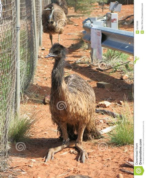 Emus Australia Stock Image Image Of Head Bird Flightless 65769589