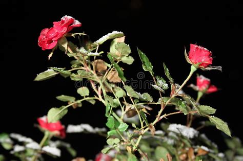 Roses In The Snow At Night Stock Photo Image Of Romance 27430124