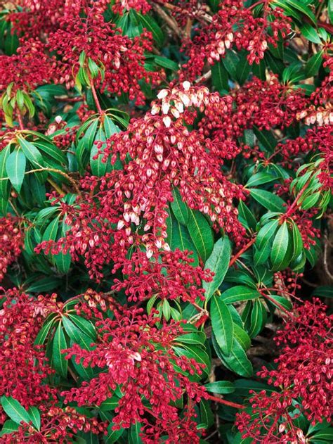 16 flowering shrubs for shade. Types of Bushes Flowering : HGTV Gardens | Shade loving ...