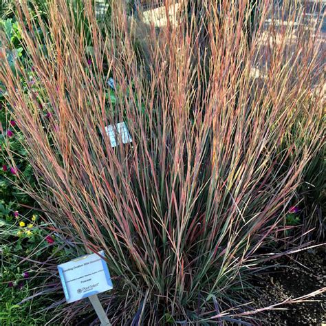 We did not find results for: Schizachyrium 'Standing Ovation' - Lawn & Garden Retailer