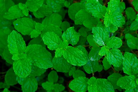 Mint Leaf Grown At Home Garden Pixahive