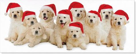 We did not find results for: Golden Retriever Christmas Cards | Christmas puppy, Golden retriever puppy christmas, Golden ...
