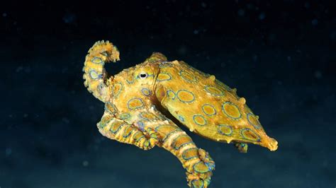 Cute But Deadly 7 Facts About The Blue Ringed Octopus
