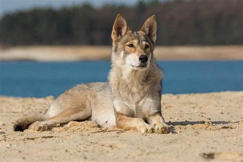 What Dog Breed Is Closest To A Coyote
