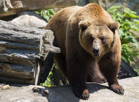 Brown Bears To Return To Dudley Zoo After 40 Years Express And Star
