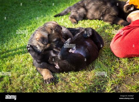 German Shepherd Dog Alsatian Puppies Playing Stock Photo Alamy