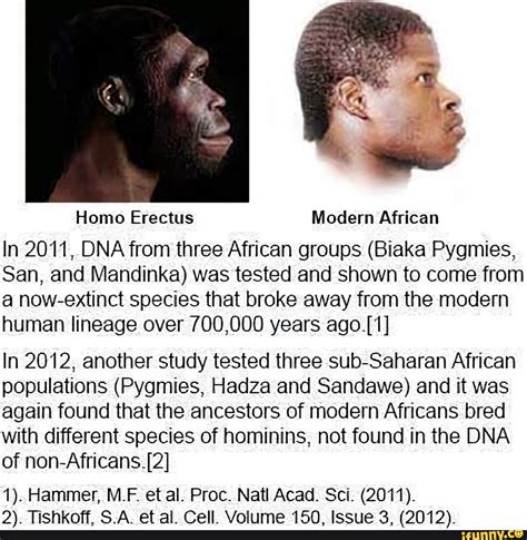 Homo Erectus Modern African In 2011 Dna From Three African Groups