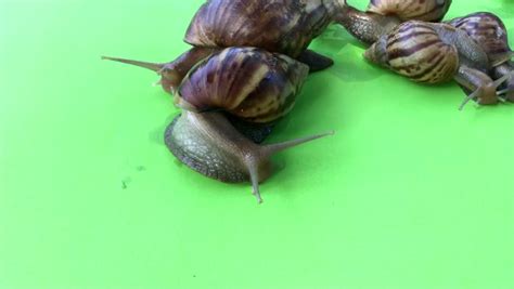 SNAIL WALKING ON GREEN SCREEN CLIP Footage Videos And Clips In HD And