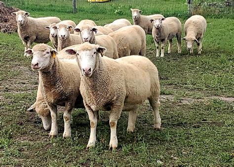 Introduction To Sheep Breeds Cornell Small Farms