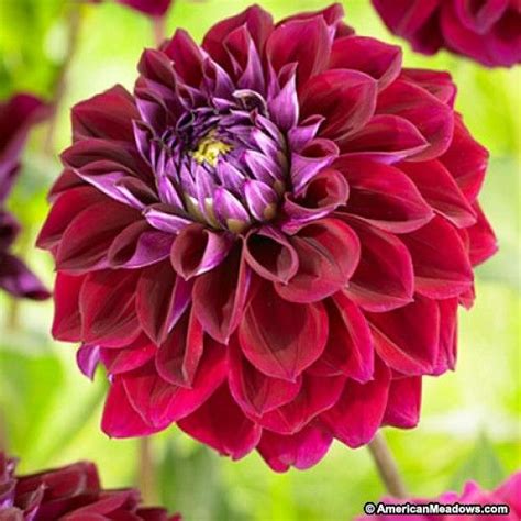 Collection by central states dahlia society. Image result for dahlia diva | Bulb flowers, Flowers ...
