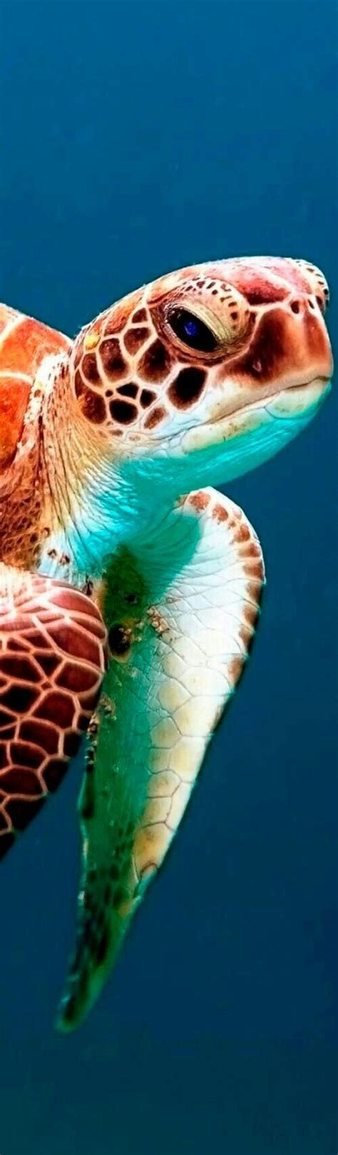 A Sea Turtle Swimming In The Ocean