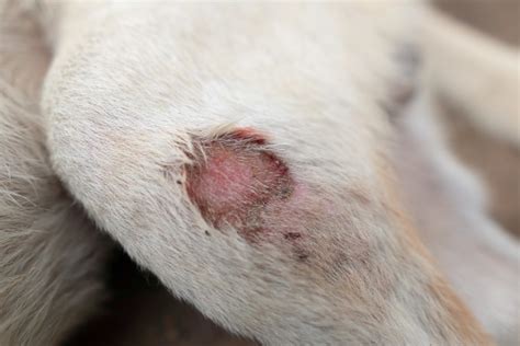 Pressure Sores On Dogs Treatment And Prevention We Are The Pet