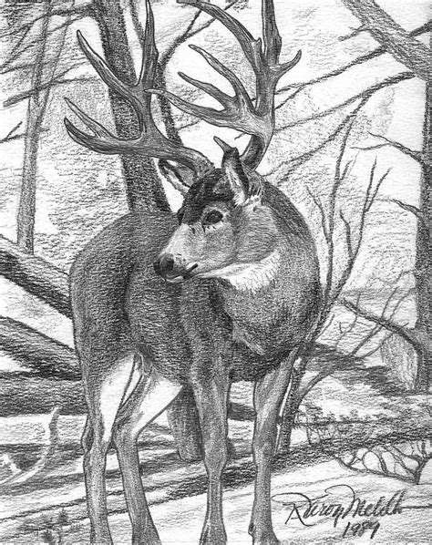 Draw Drawing Mule Deer Buck By Karon Melillo Devega Hunting